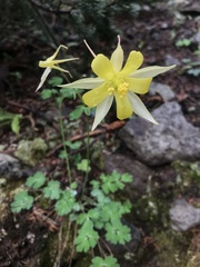 Aquilegia chrysantha