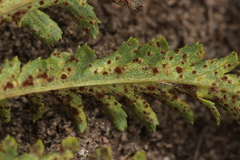 Puccinia tanaceti