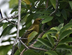 Icterus melanopsis
