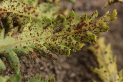 Puccinia tanaceti