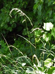 Arrhenatherum elatius elatius