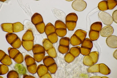 Puccinia tanaceti