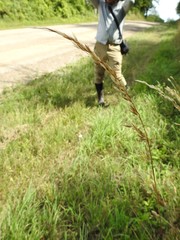 Arrhenatherum elatius elatius