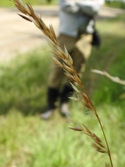 Arrhenatherum elatius elatius