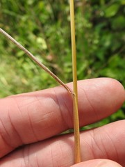 Arrhenatherum elatius elatius