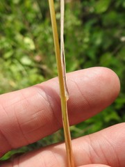 Arrhenatherum elatius elatius