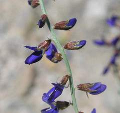 Psorothamnus fremontii