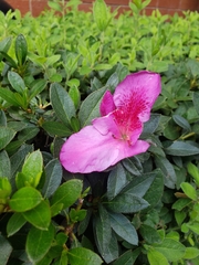 Rhododendron