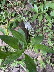 Lysimachia clethroides