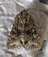 Lacinipolia cuneata