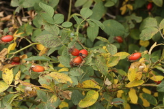 Phragmidium mucronatum