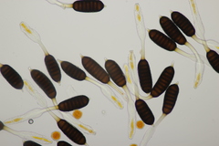 Phragmidium mucronatum