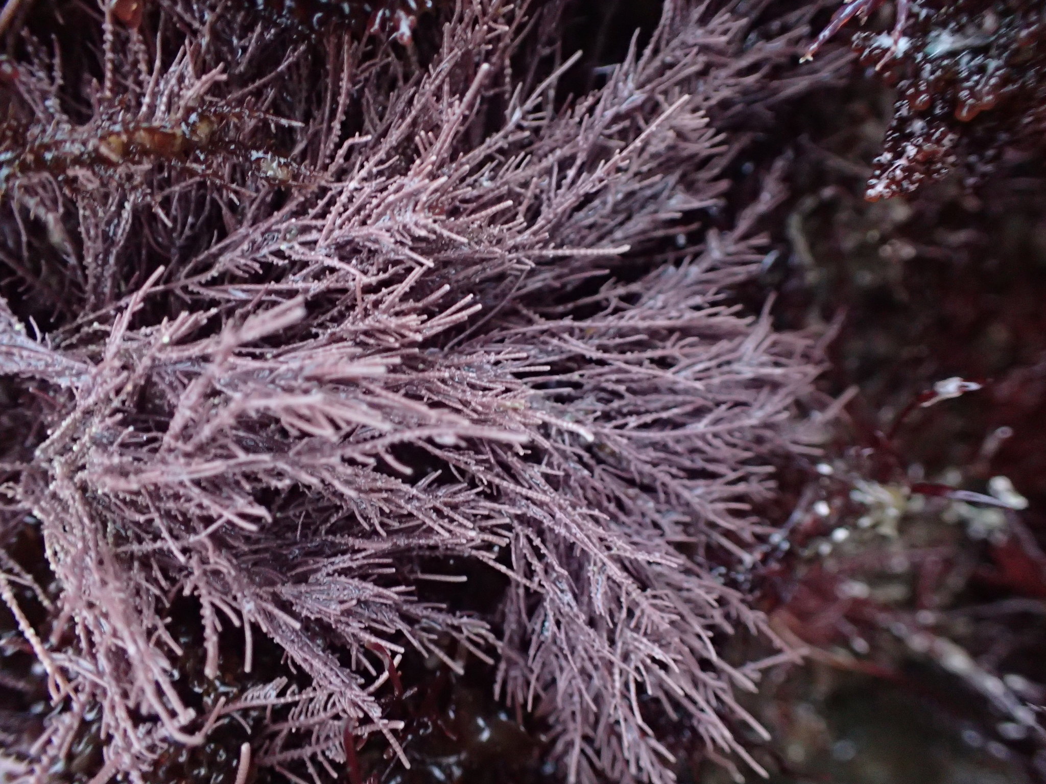 Lithothrix aspergillum