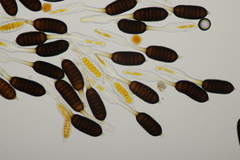 Phragmidium mucronatum