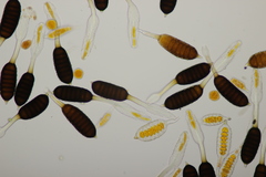 Phragmidium mucronatum