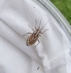 Horistus orientalis