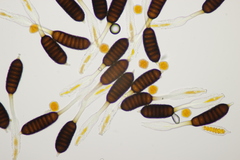 Phragmidium mucronatum