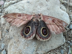 Leucanella nyctimene