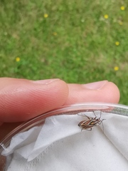 Horistus orientalis