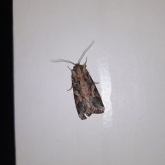 Spodoptera litura