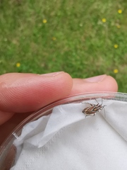 Horistus orientalis