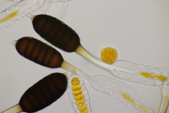 Phragmidium mucronatum