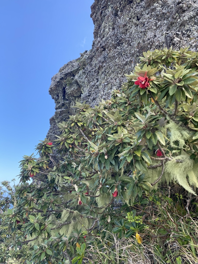 Ruizia boutoniana