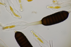 Phragmidium mucronatum