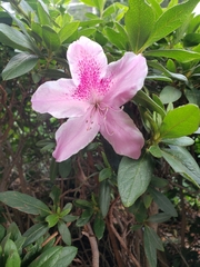 Rhododendron
