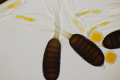 Phragmidium mucronatum