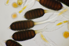 Phragmidium mucronatum