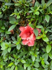 Rhododendron
