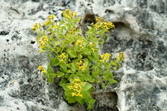 Perityle lindheimeri