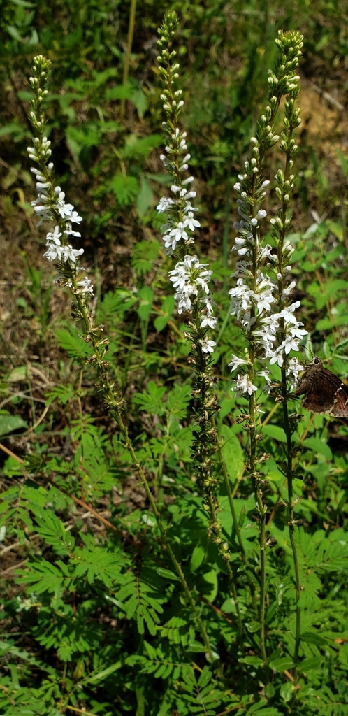 pale-spiked lobelia in July 2020 by Darrel Brown · iNaturalist