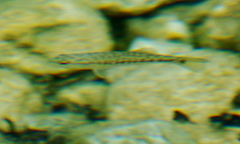 Micropterus treculii