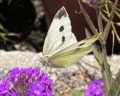 Pieris rapae