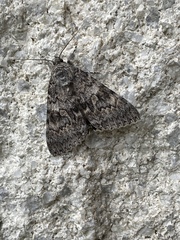 Catocala semirelicta