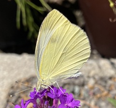 Pieris rapae