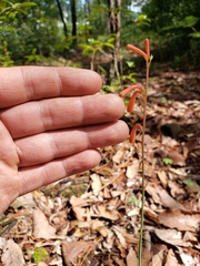 Polianthes geminiflora