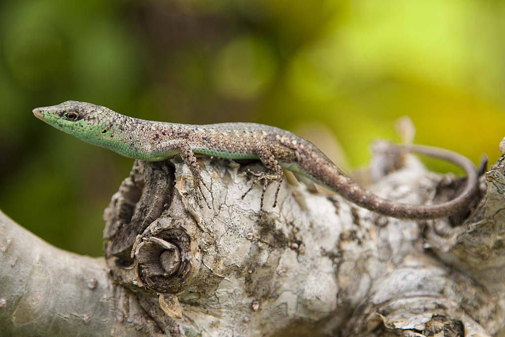 Murphy's Skink