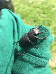 Lucanus placidus