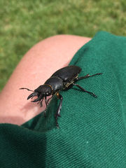 Lucanus placidus