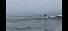 Delphinus