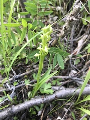 Platanthera aquilonis