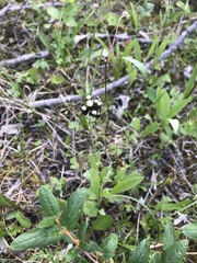 Antennaria friesiana