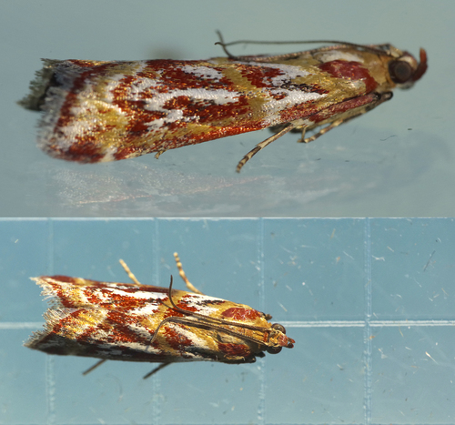 Acrobasis porphyrella