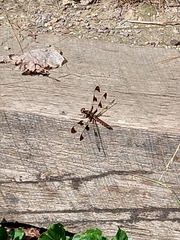 Plathemis lydia