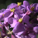 Long Valley Tumblemustard - Photo (c) Steve Ganley, some rights reserved (CC BY-NC), uploaded by Steve Ganley