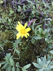 Arnica angustifolia