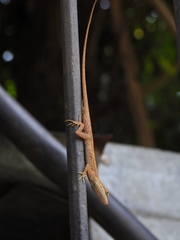 Anolis wellbornae